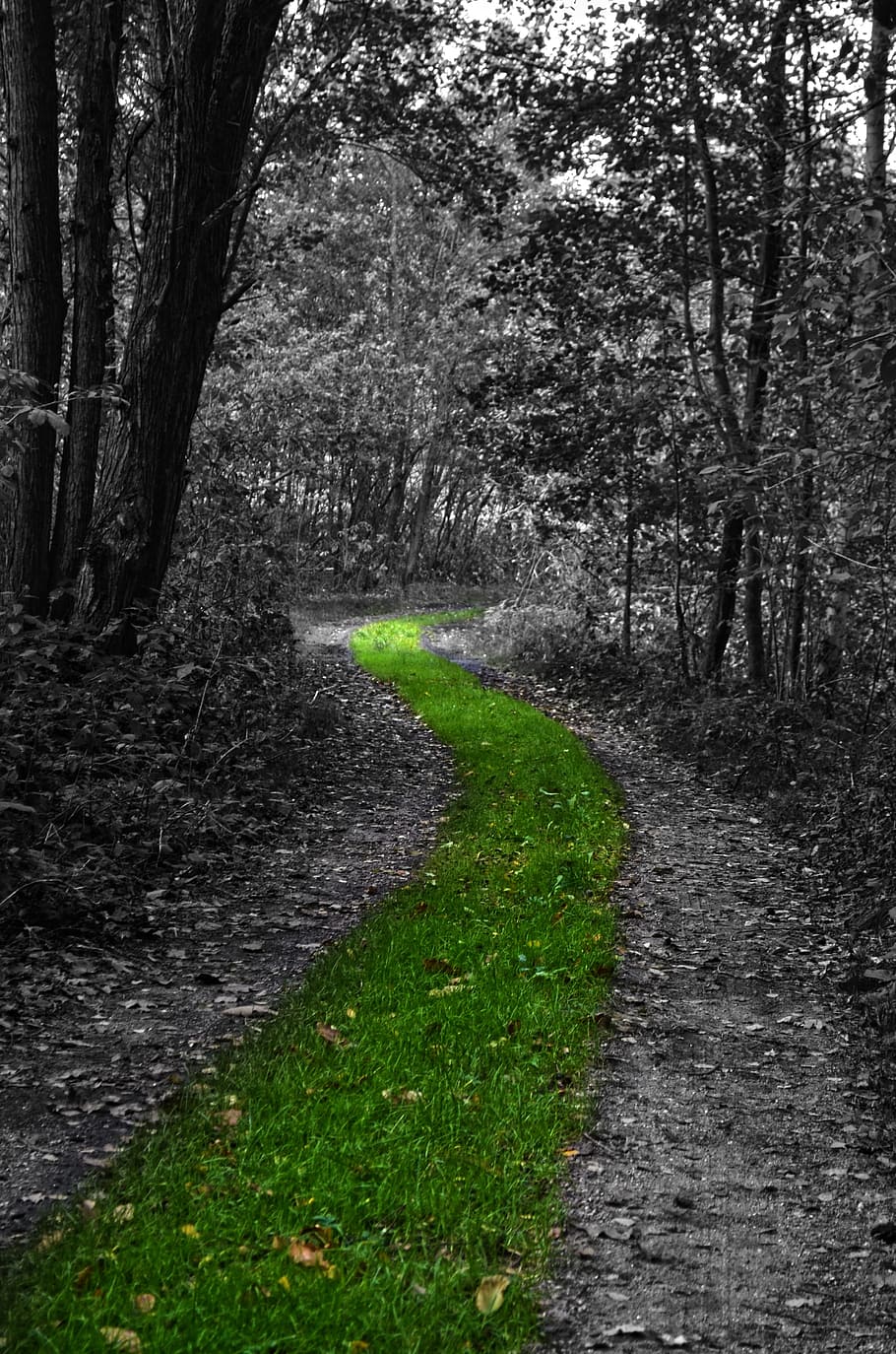 selective color photography of green grass pathway between trees HD wallpaper