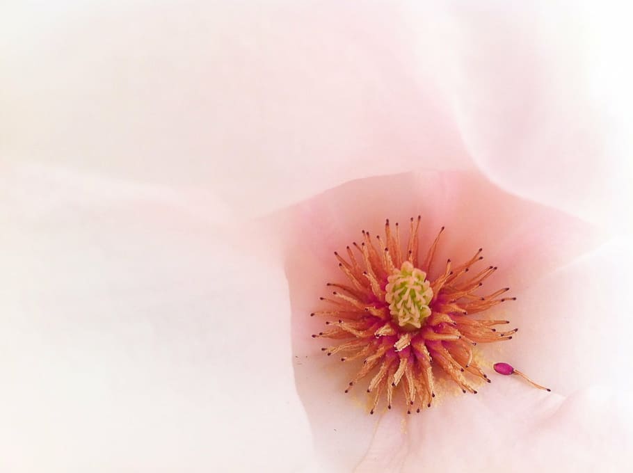 macro, blossom, bloom, pink, magnolia, tender, flower, beauty in nature HD wallpaper