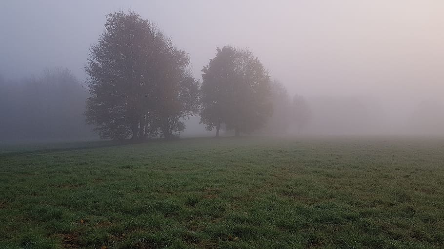 trees covered with fogs on grass field, forest, landscape, dawn HD wallpaper
