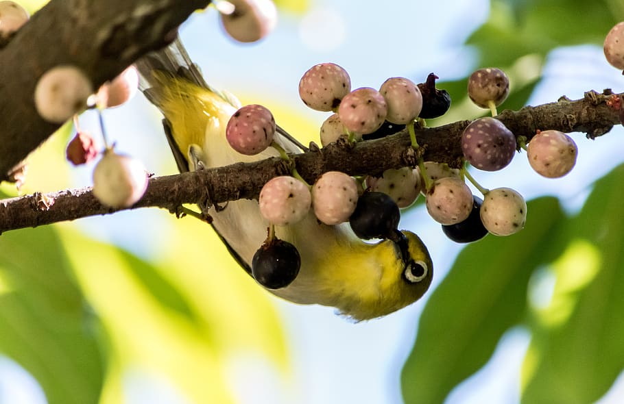 tree, nature, fruit, branch, outdoors, leaf, bird, yellow, color HD wallpaper