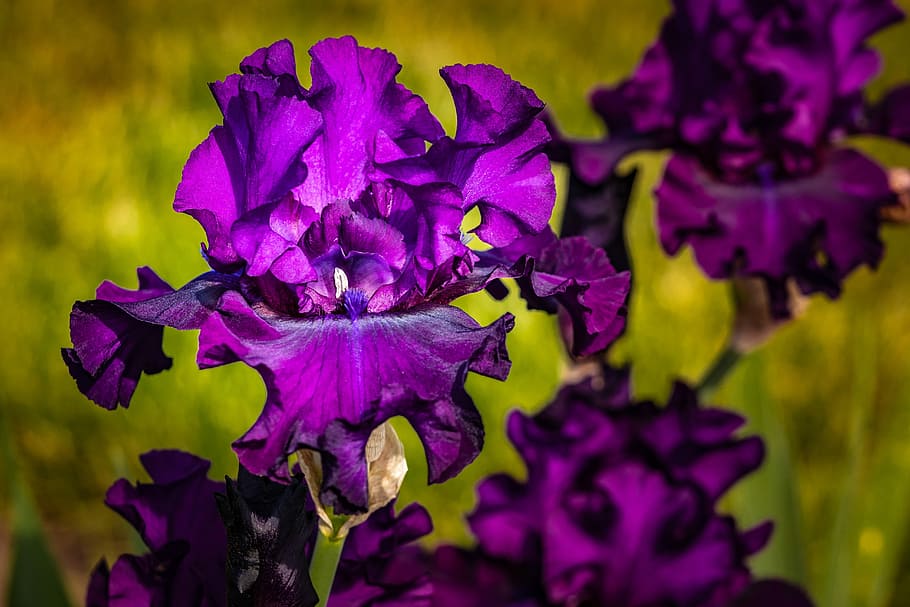 HD wallpaper: iris, eggplant color, violet, flower, presby iris gardens,  spring | Wallpaper Flare
