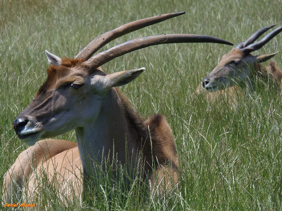 Eland, Antelope, Deer, Animals, Mammals, grass, animal themes HD wallpaper