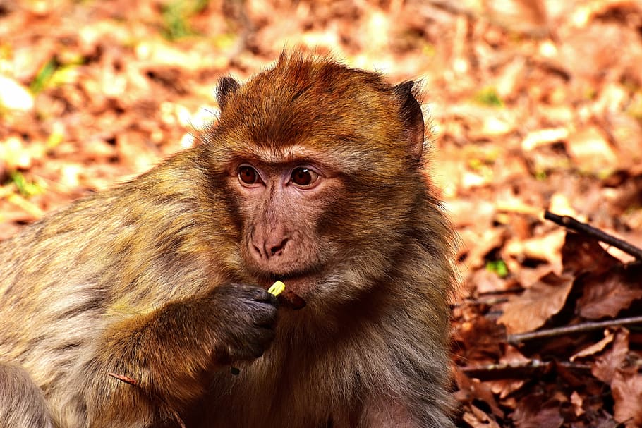 monkey on dried grass, barbary ape, food, cute, eat, endangered species, HD wallpaper