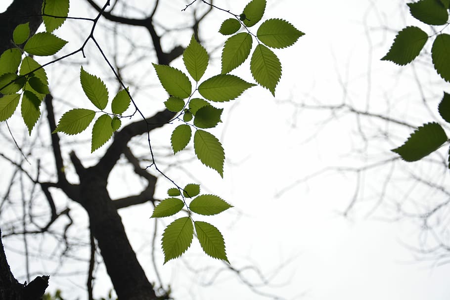 beech tree, plant, backlight, leaf, plant part, branch, growth HD wallpaper