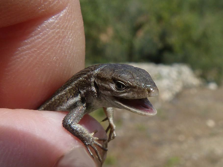 lizard, detail, scales, texture, reptile, sargantana, human hand HD wallpaper
