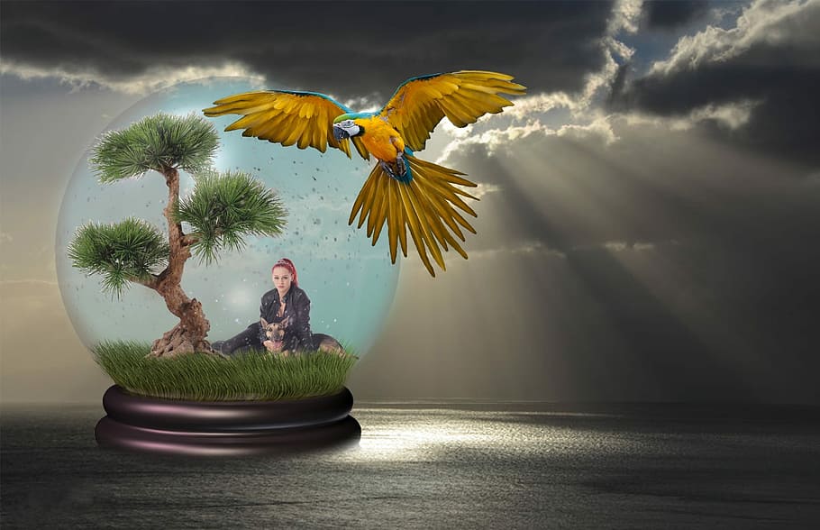 nature, sky, tree, water, fantasy, bird, animal themes, flower HD wallpaper