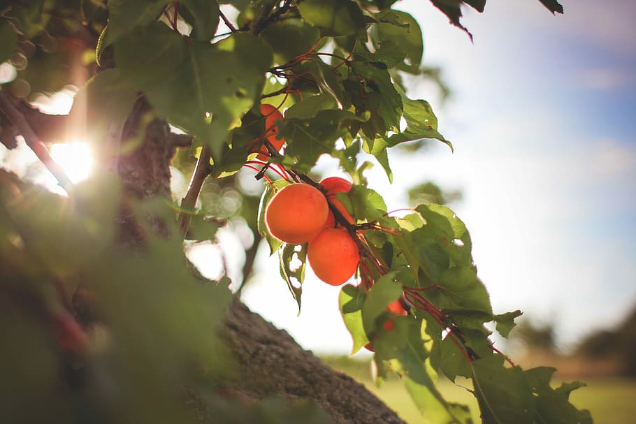 Fresh Apricots On The Tree, farm, farmers, farmers market, food, HD wallpaper