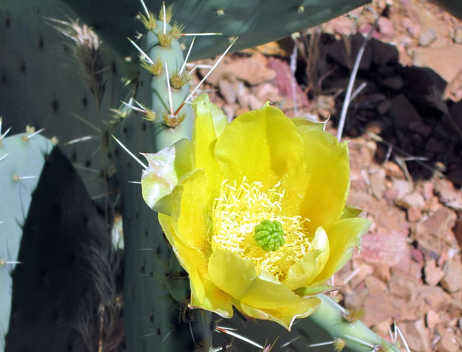 Cactus, Flower, Desert, Bloom, Thorn, arizona, blossom, yellow HD wallpaper