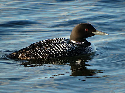 loon, nature, bird, wildlife, animal, water, duck, lake, water Bird HD wallpaper