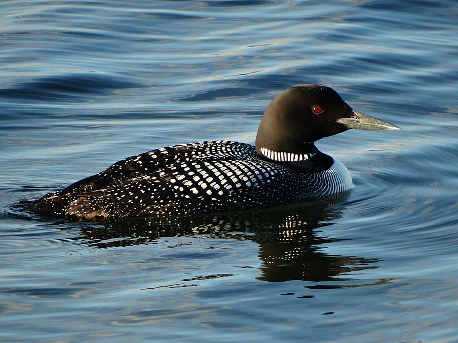 loon, nature, bird, wildlife, animal, water, duck, lake, water Bird HD wallpaper