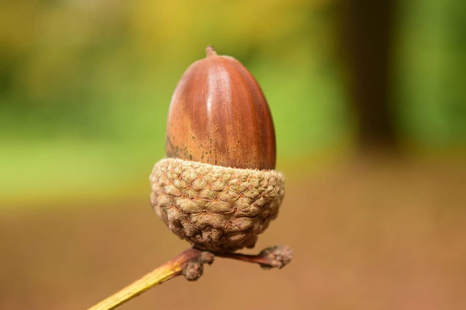 tilt-shift photography of walnut, acorn, close, background, beautiful, HD wallpaper