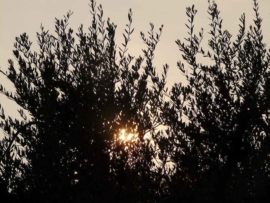 olive tree, olive branch, branches, backlighting, sun, sunset HD wallpaper