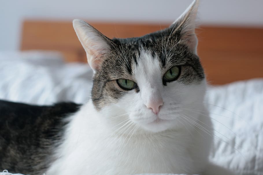 charming, animals, national, cat, domestic cat, pets, domestic animals HD wallpaper