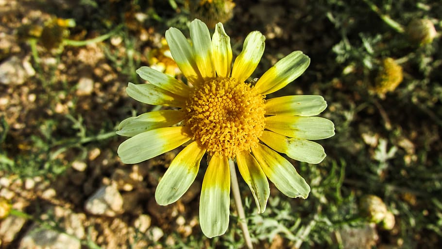 Daisy, Flower, Nature, Spring, Blossom, petal, fragility, yellow HD wallpaper