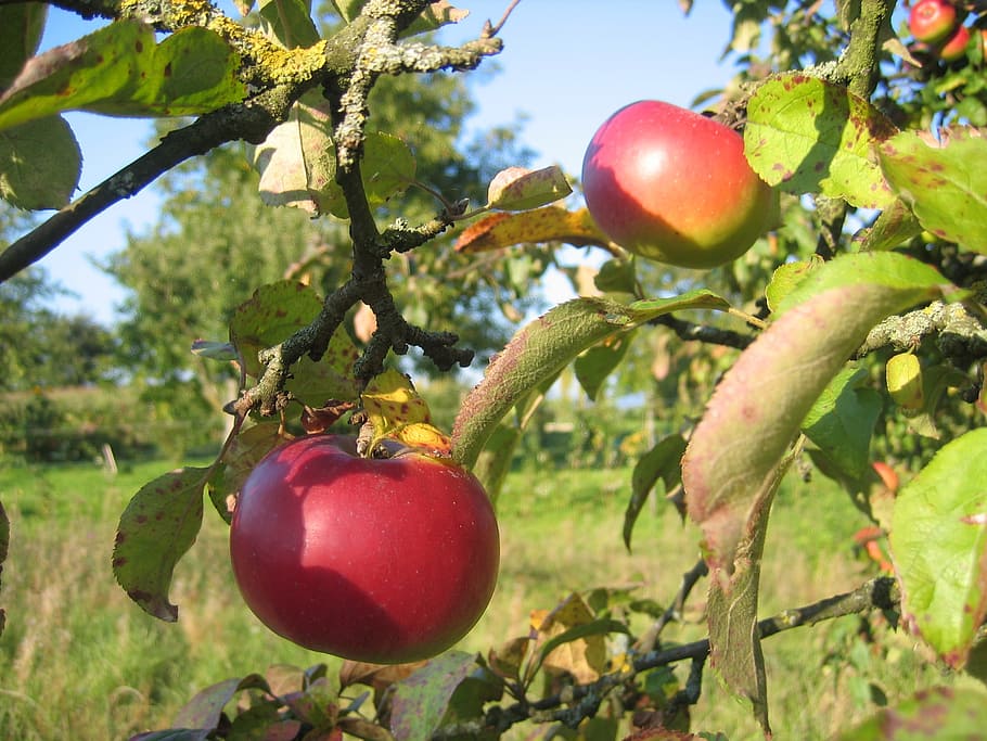 Apple, Tree, Meadow, Fruit, Garden, summer, food and drink HD wallpaper