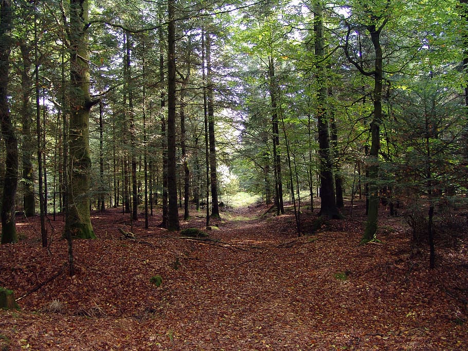 forest glade, nature, green, landscape, tree, plant, tranquility HD wallpaper