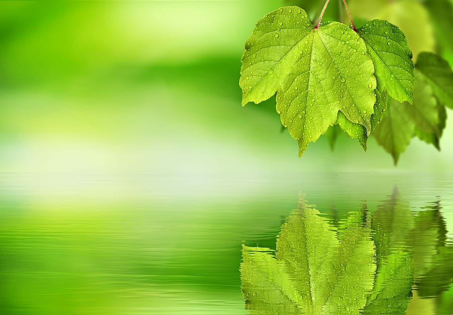 HD wallpaper: green leaf near body of water, maple, mirroring, background,  blank | Wallpaper Flare