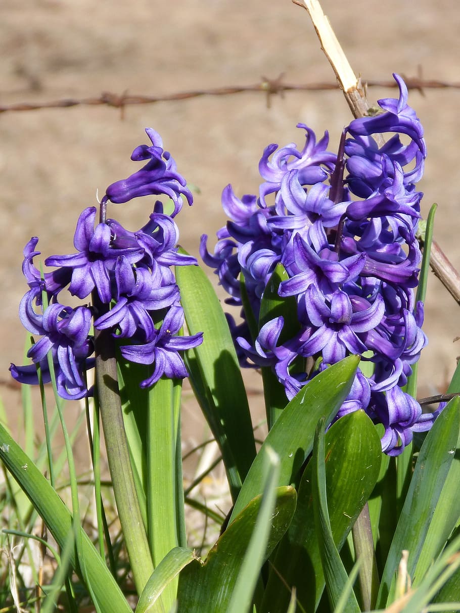 Fondo de pantalla HD: gladiolo, flores de primavera, espinas de alambre, planta con flores, púrpura |  Llamarada de papel tapiz