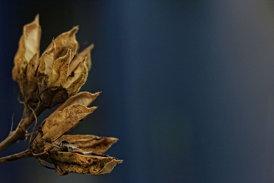 close-up photography of withered leaf, hibiscus, seeds, fall HD wallpaper