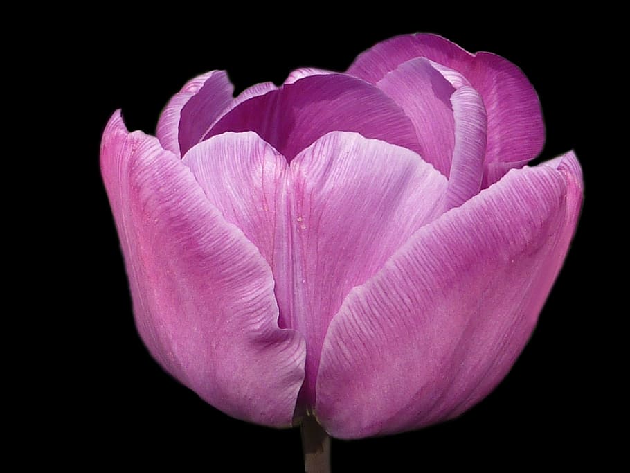 flower, tulip, violet, spring, prince charles, flowering plant HD wallpaper