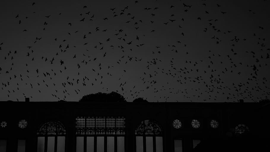 flight of bird above building, sky, crow, dark, black and white HD wallpaper