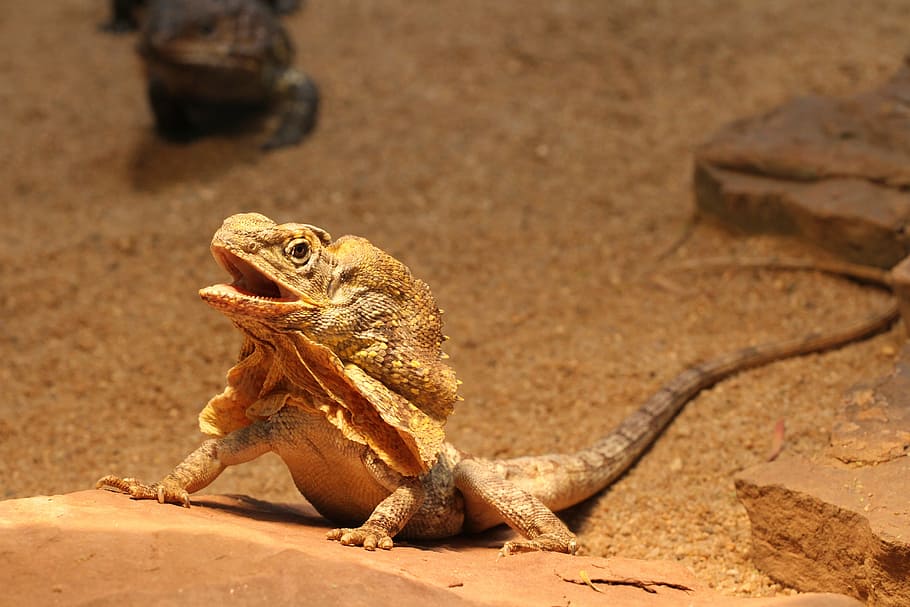 brown lizard on brown rock, zoo, reptile, dragon, dragons, scale, HD wallpaper