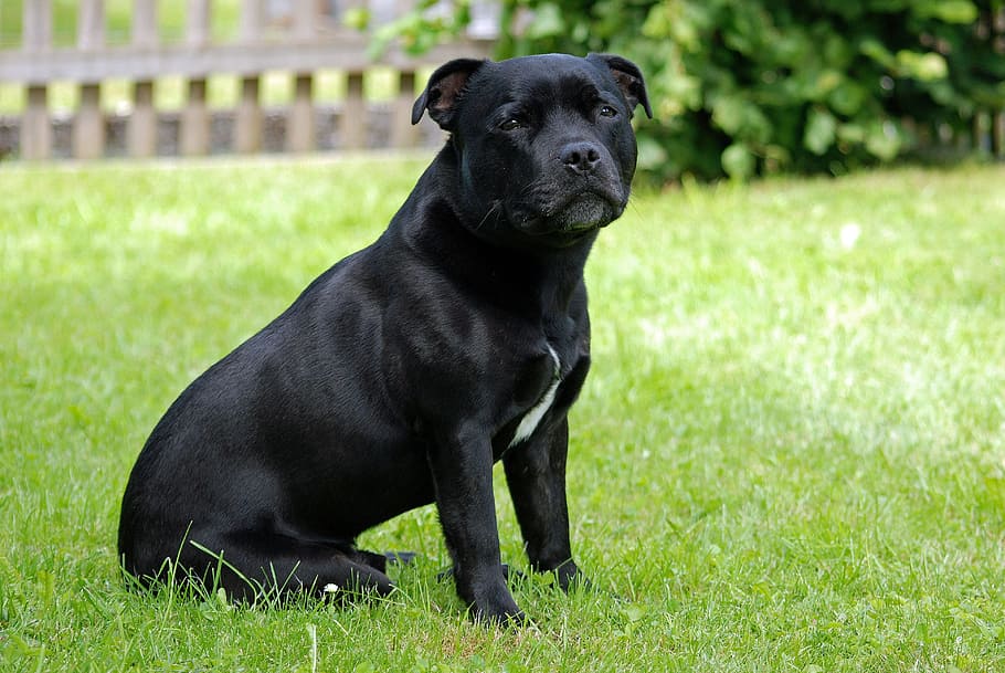 Staffordshire Bull Terrier 1080p 2k 4k 5k Hd Wallpapers Free Download Wallpaper Flare