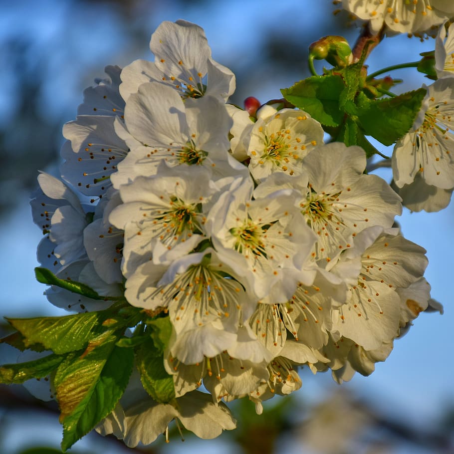 flower, plant, branch, tree, flowering plant, beauty in nature HD wallpaper