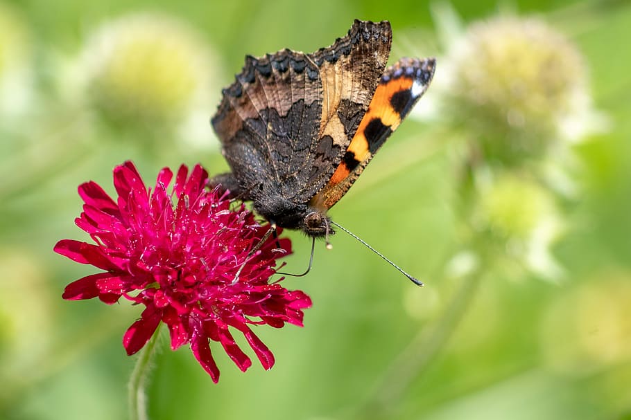 butterfly, little fox, aglais urticae, macedonian widow flower, HD wallpaper