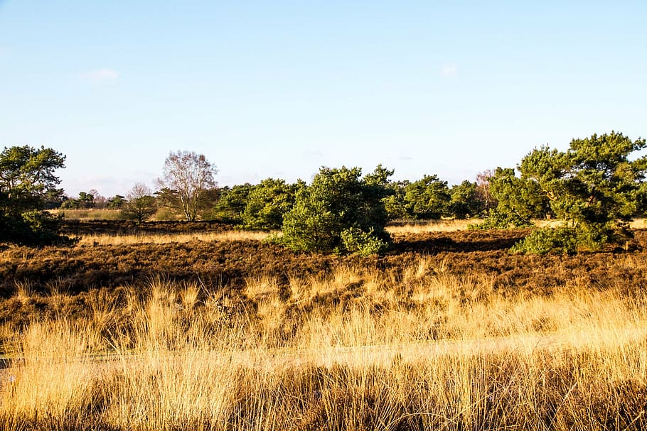 steppe, pasture, nature, trees, landscape, grasses, sky, bush HD wallpaper