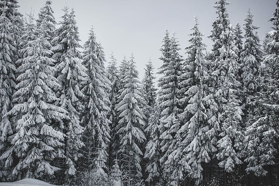 pine trees coated snow, gray trees illustration, forest, winter HD wallpaper
