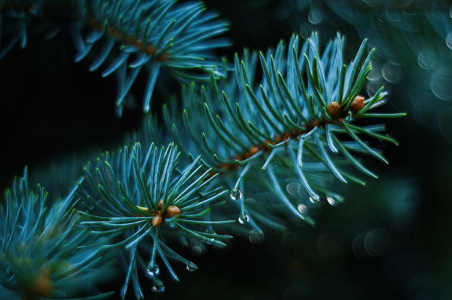 selective photography of pine tree leaf, autumn, green, nature HD wallpaper