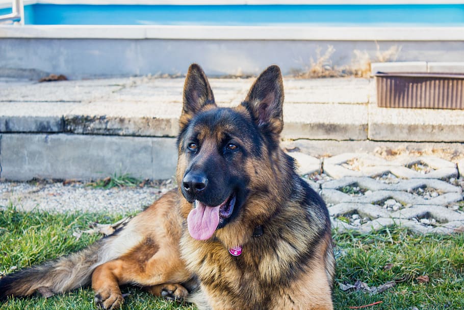 German Shepherd, Dog, Dogs, Animal, is watching, né, pets, HD wallpaper
