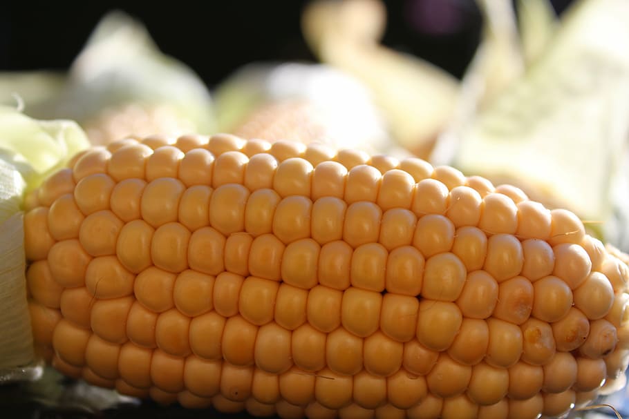 corn on the cob, harvest, vegetables, nature, autumn, food HD wallpaper
