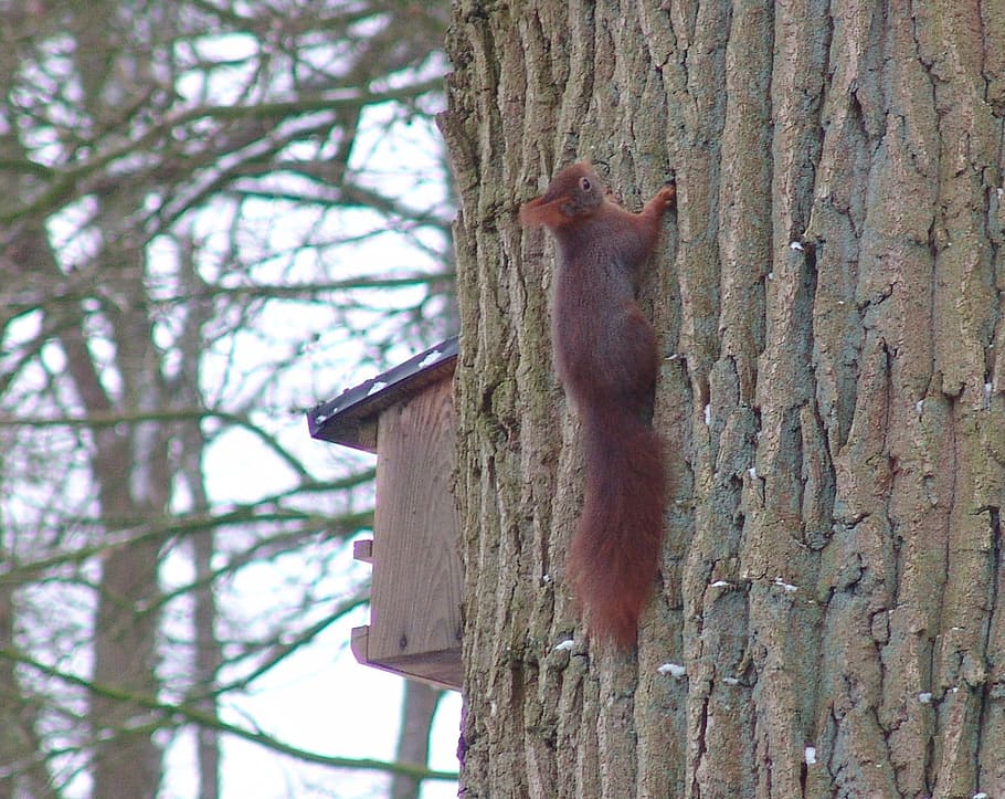 Squirrel, Oak, Animals, nature, wildlife, tree, rodent, bird HD wallpaper