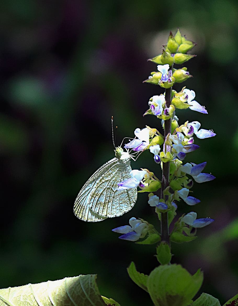 butterfly, flower, edelfalter, flowering plant, one animal HD wallpaper