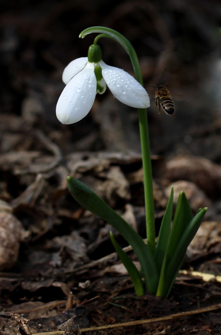 snowdrop, white, spring, flower, plant, vulnerability, growth HD wallpaper