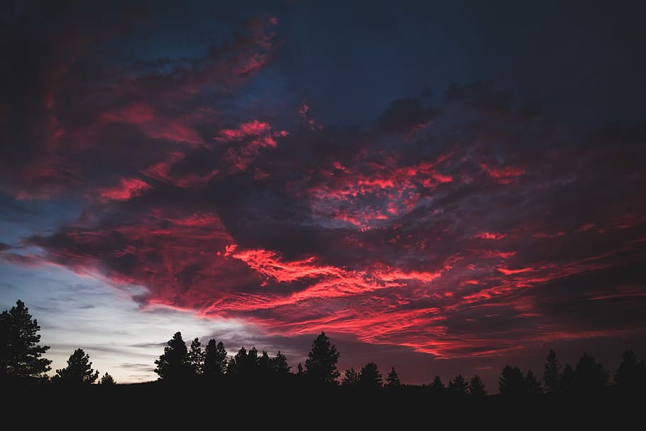 black high trees under white and black sky at golden hour, silhouette of trees under clouds HD wallpaper