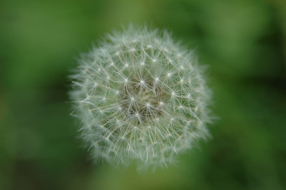 dandelion, wildflower, light, macro shooting, nature, plant HD wallpaper