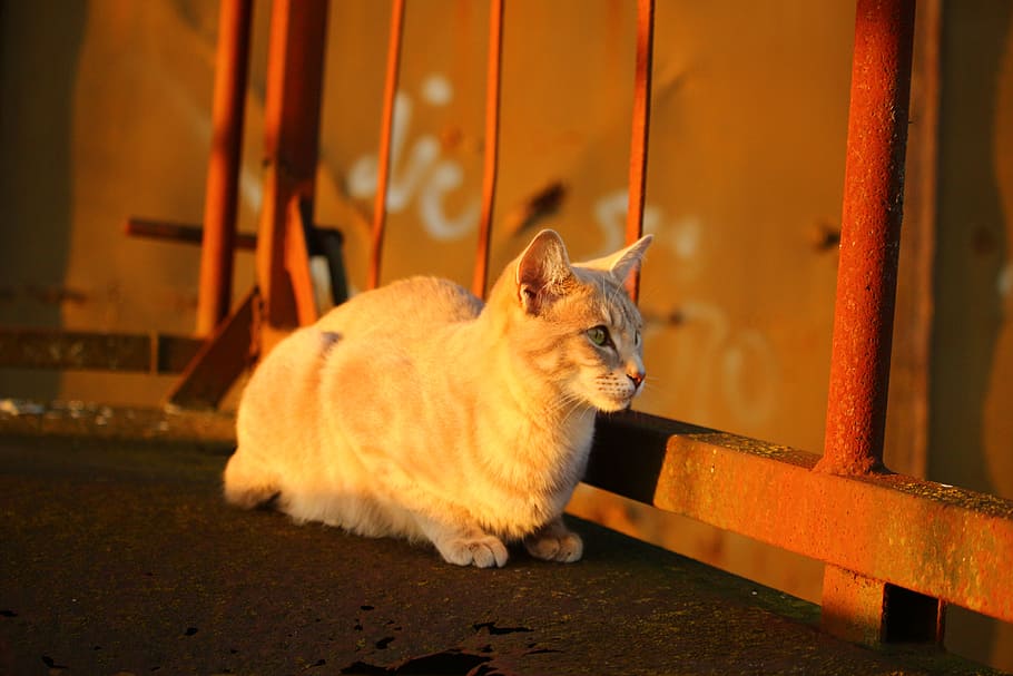 cat, autumn, stainless, evening light, sun, cat face, breed cat HD wallpaper