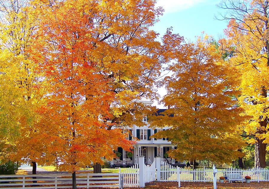 maple leaf trees near house, Old, House, Autumn, Fall, Colored HD wallpaper