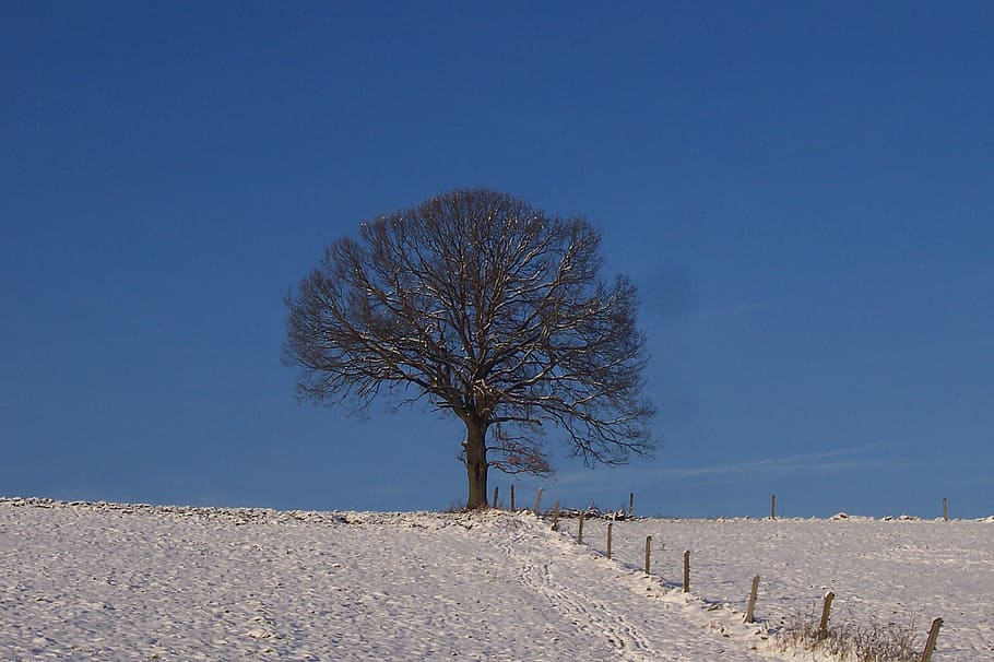 tree, snow, winter, nature, sky, blue, landscape, bare tree HD wallpaper