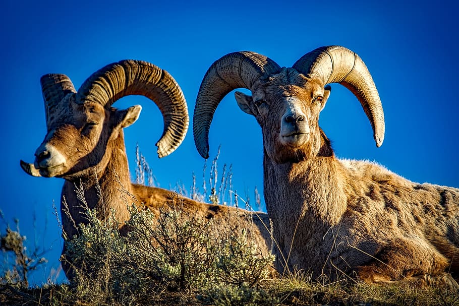 two brown ram sitting on grass field under blue sky during daytime, HD wallpaper