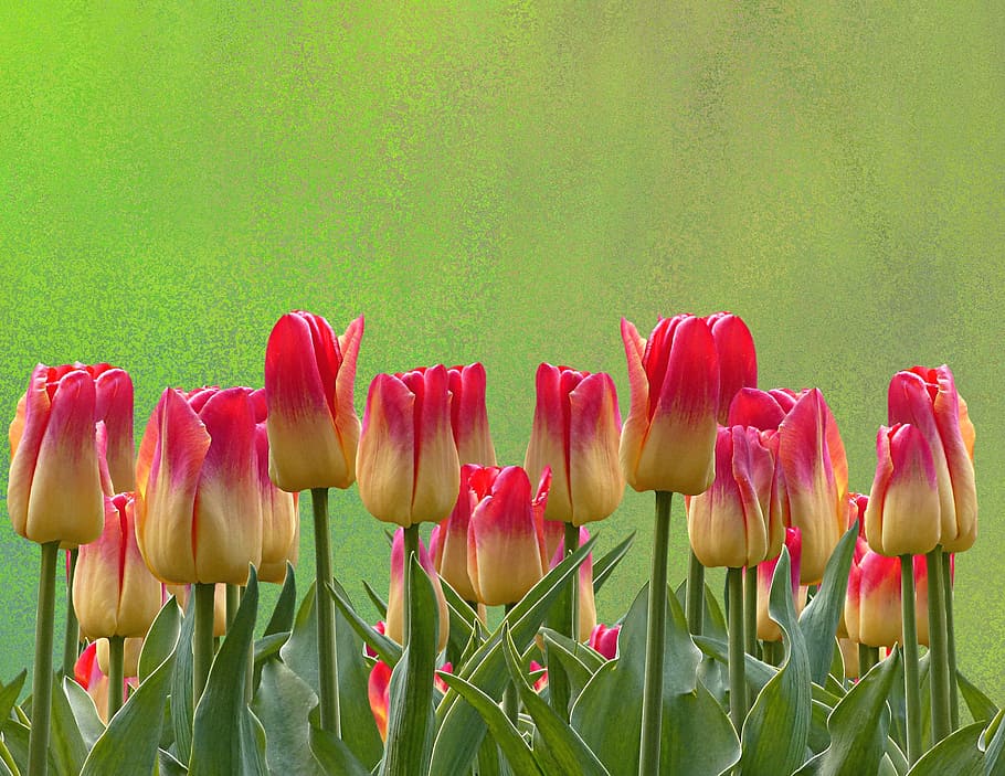 tulips, spring, easter, nature, flowers, blossom, bloom, red HD wallpaper
