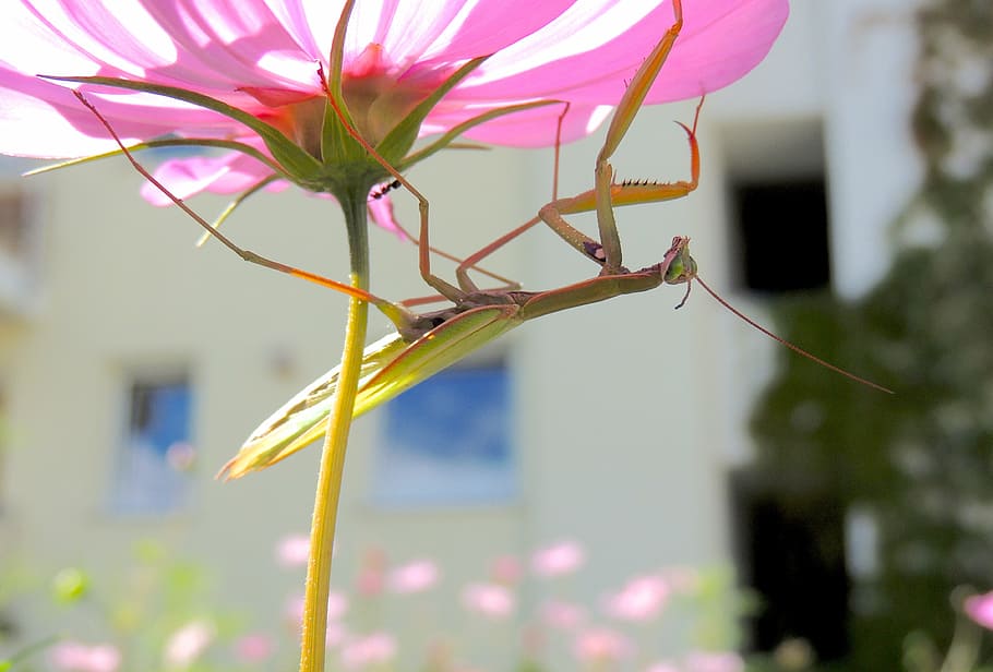 praying mantis, insect, green, blossom, bloom, flower, purple HD wallpaper