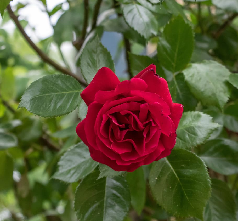 rose, flower, petal, leaf, plant, rose family, floral, flowers HD wallpaper
