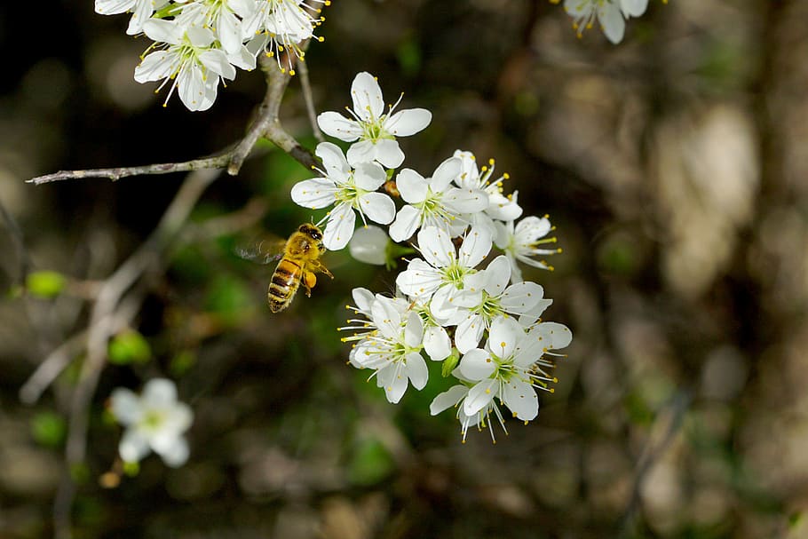 honey bee hovering under white flowers during daytime, nature HD wallpaper