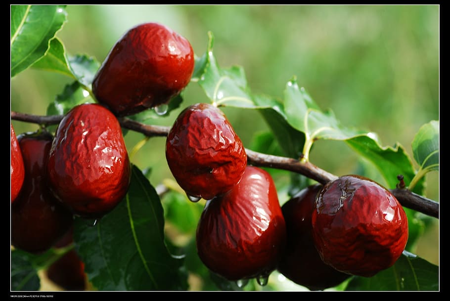 red fruit tree, jujube, red dates, xinjiang jujube, food, food and drink