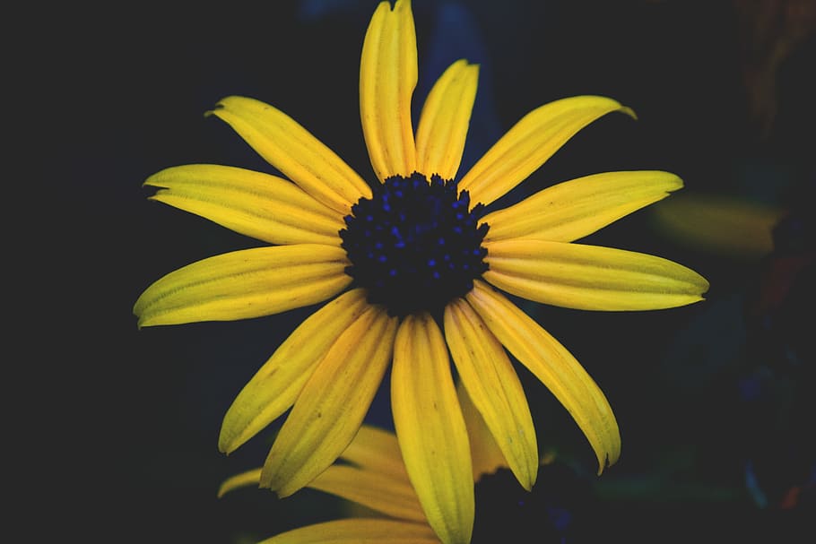 yellow daisy, yellow flower, petals, stem, dark, flowering plant HD wallpaper