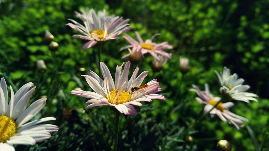 Flower, Small, Insects, Natural, small insects, fragility, nature HD wallpaper